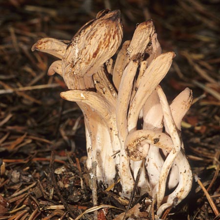 Clavariadelphus caespitosus